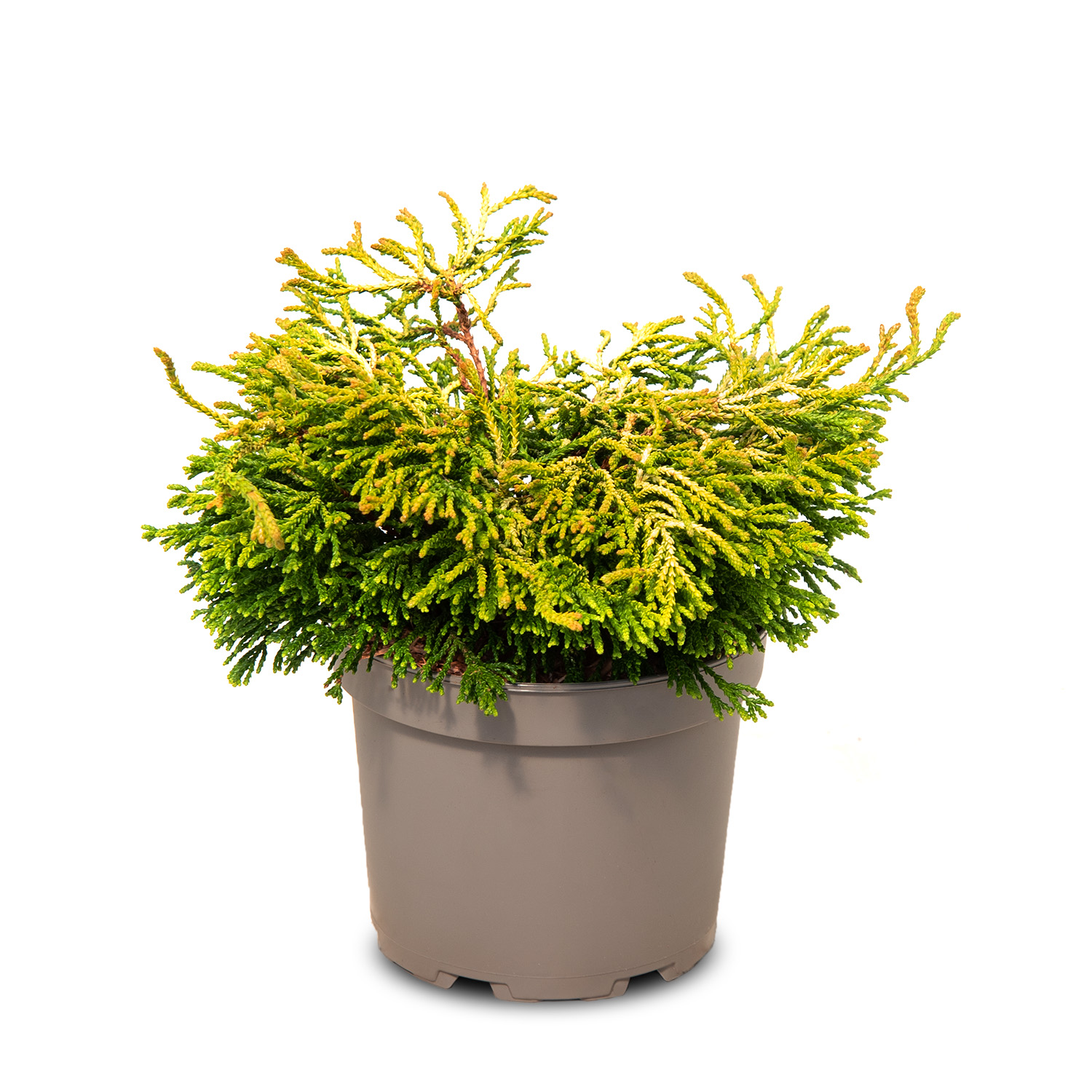 Кипарисовик туполистный Тсатсуми Голд